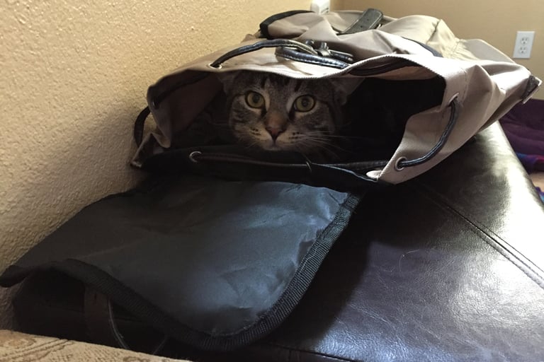 Nico the cat, yoga ninja master