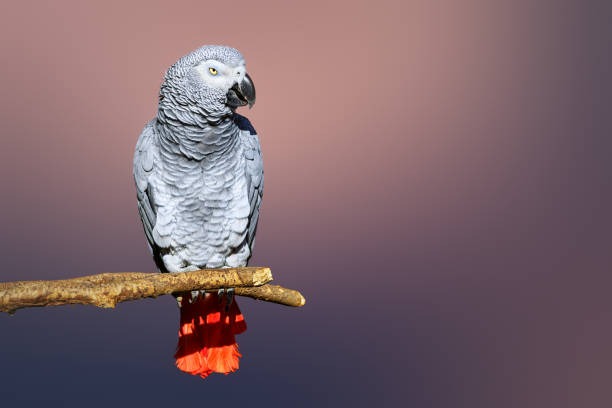 parrot breeder near me