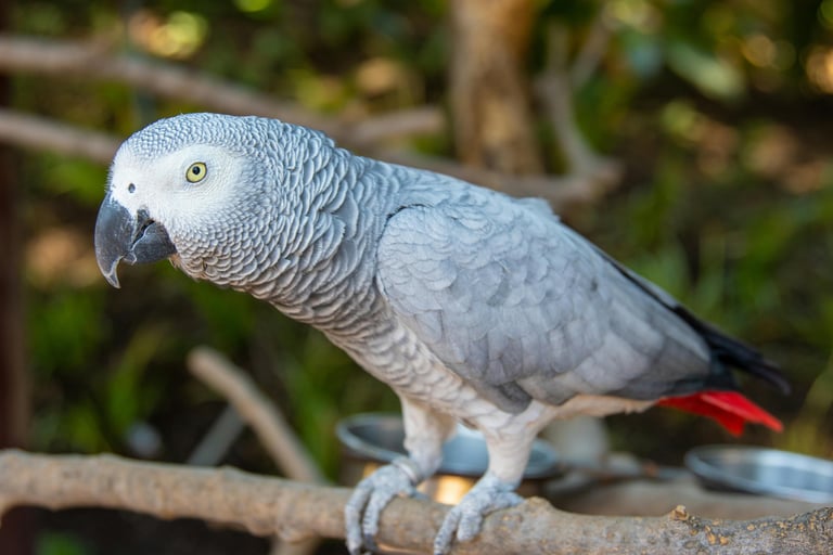 African Grey parrots for adoption
