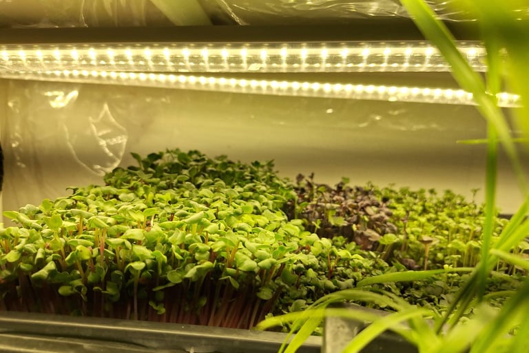 a picture of Early Greens microgreens grow room 