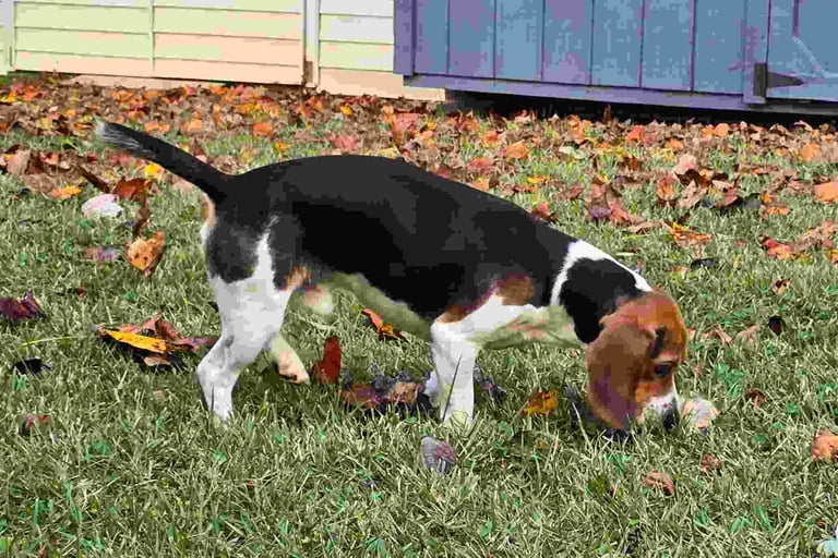 Harley beagle TPG mascot sniffing