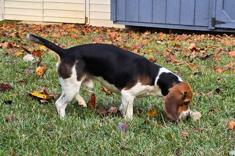 Harley beagle sniffing