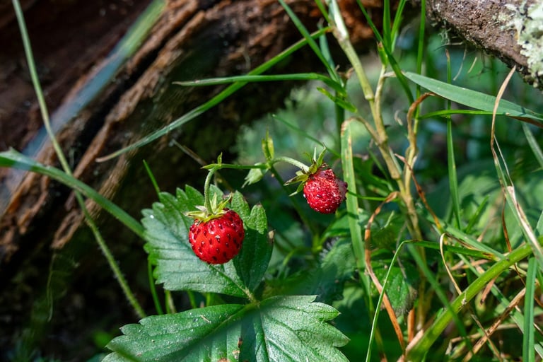 fraisiers sauvages