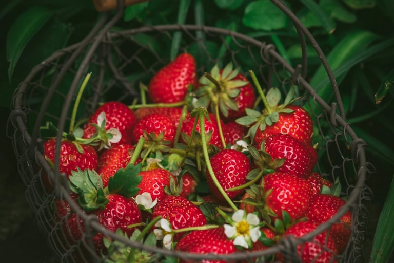 récoltes de fraises au potager paillage