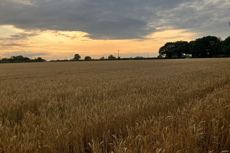 view of field of corn uk