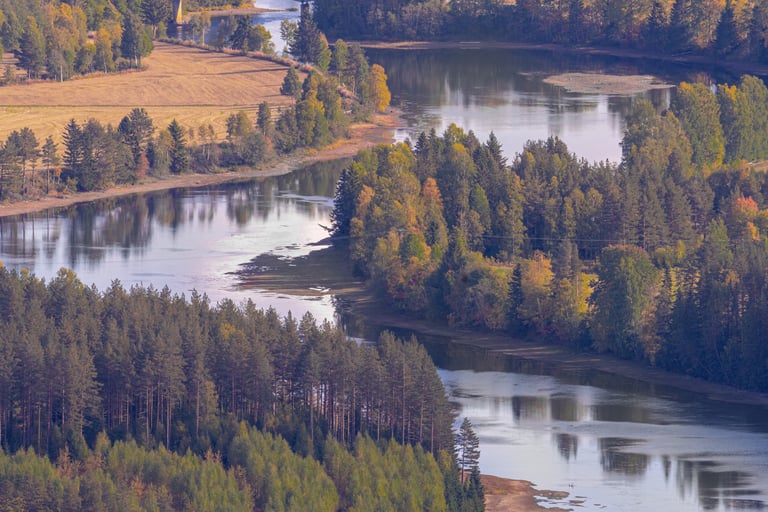 A curving river with pine trees lining the banks