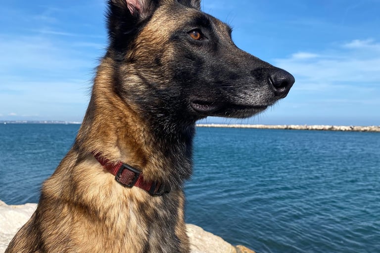 chien malinois en bord de mer