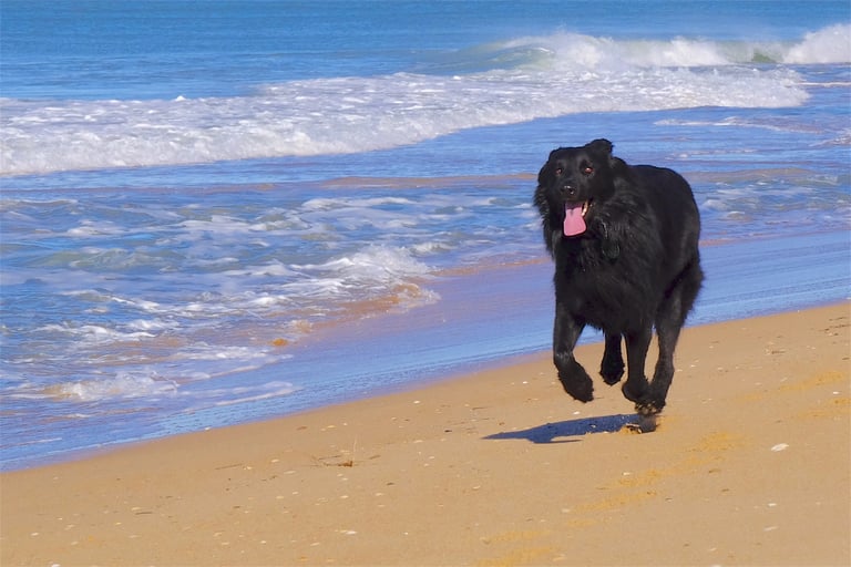a dog running on the beach with a dog