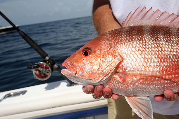 red fish caught on fishing trip