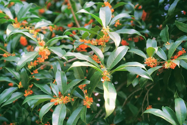 an Osmanthus bush with orange flowers