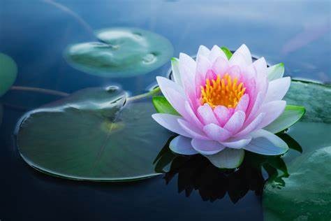 photo lotus bien-être