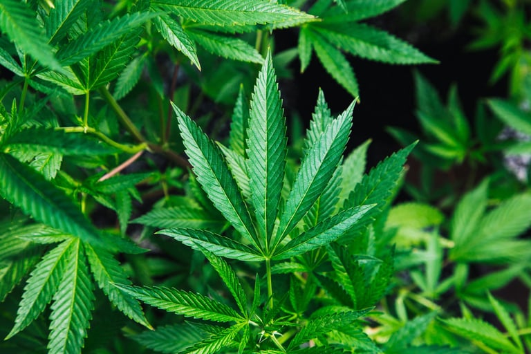 a plant with green leaves on it