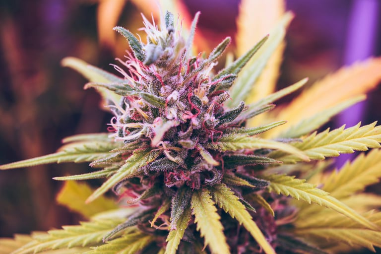 a marijuana plant with a purple flower