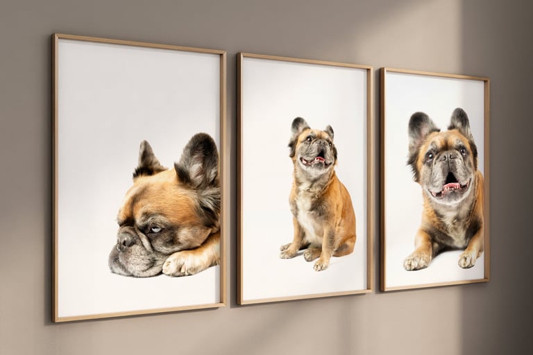 cuadros de mascotas perro con fotografía en bogota pneuma colombia