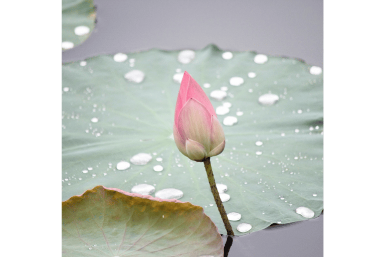 Flor de loto a punto de abrir, simboliza parte del camino de aprendizaje de carolina en cielo sagrad