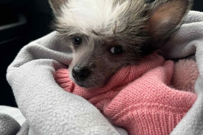 a small dog is laying on a blanket