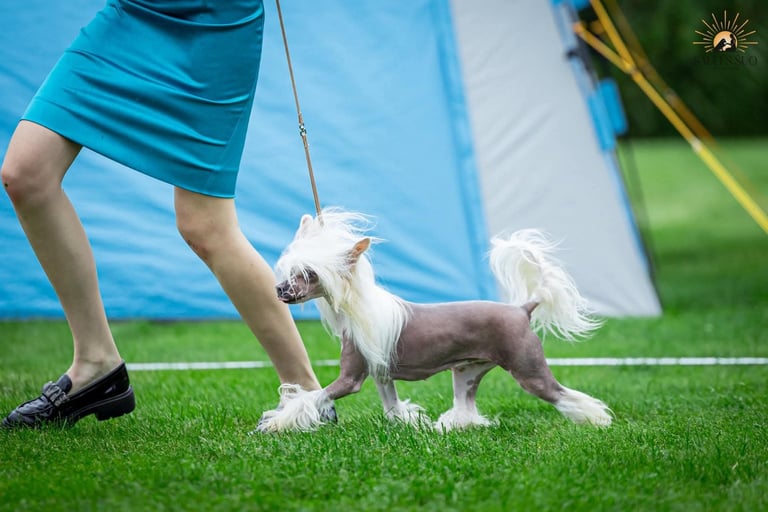 a dog is being walked by a woman in a blue dress