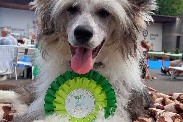 a dog with a ribbon around its neck and a ribbon around its neck