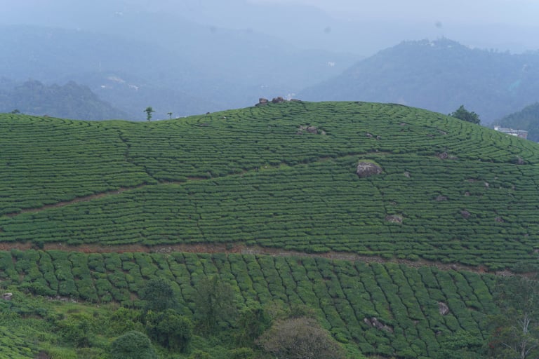 misty mountains in Munnar