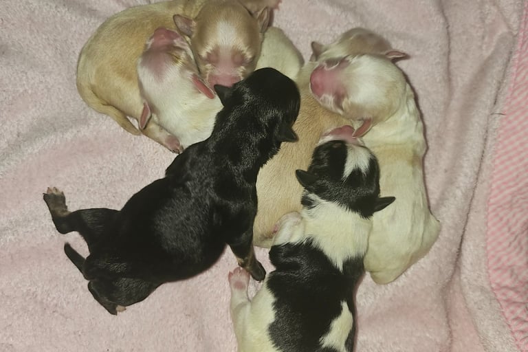 litter of cute newborn puppies