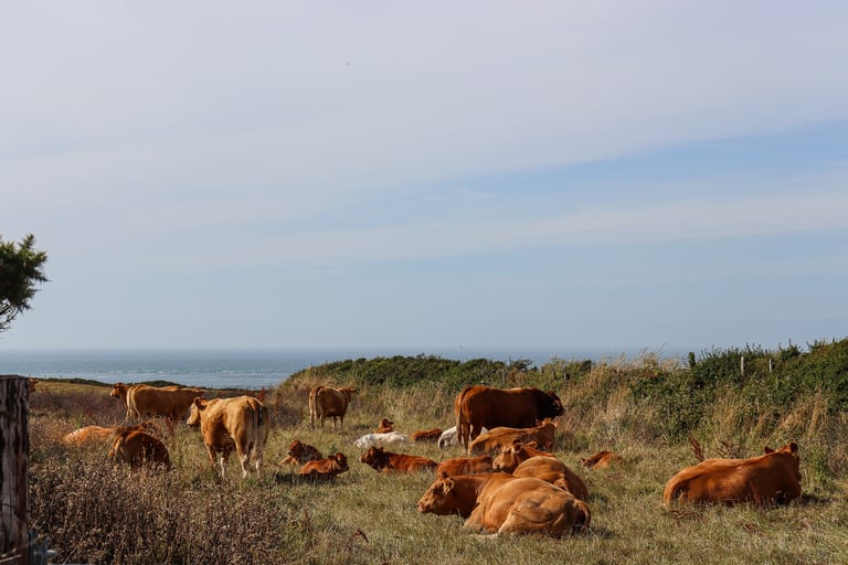 La Manche