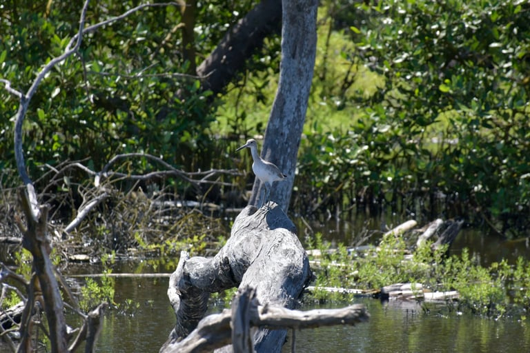 manglar, puerto colombia, atlántico