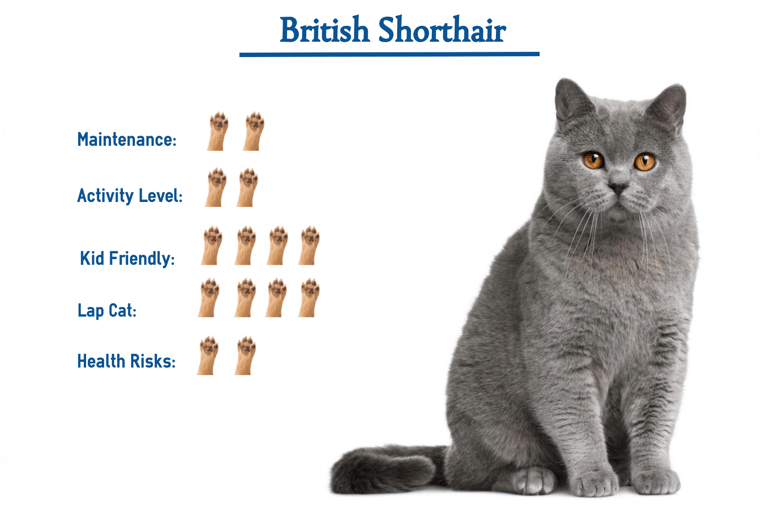 About the BSH Breed-www.prettybrity.com