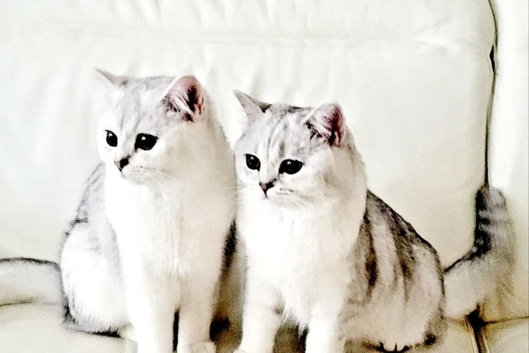 British Shorthair Kitten Colors and Patterns