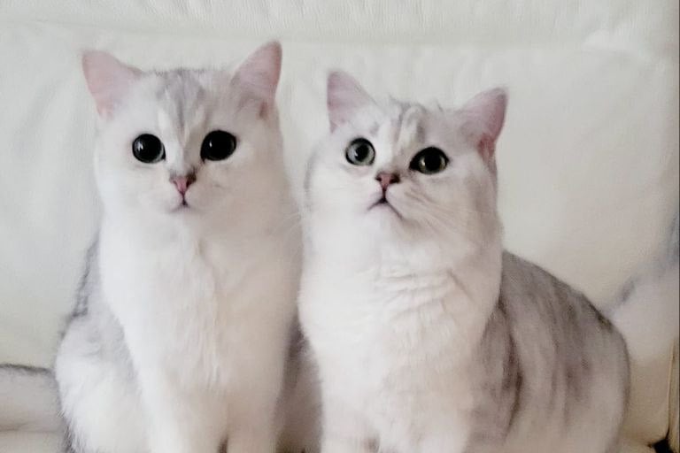 British Shorthair Kitten Colors and Patterns