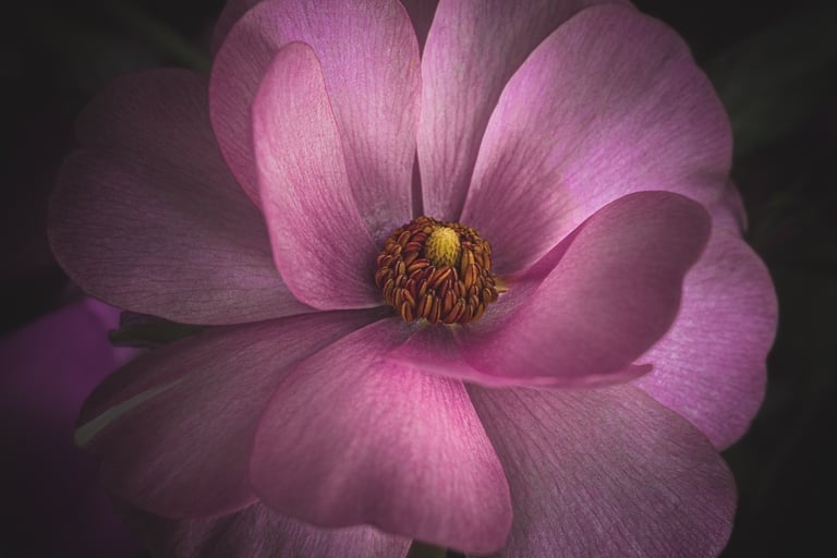 Fleur 4K photo de fleuriste à Montrouge