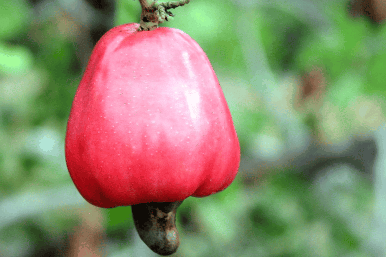 caju vermelho