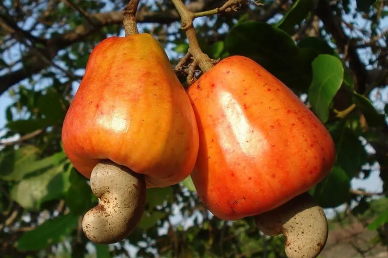caju anão