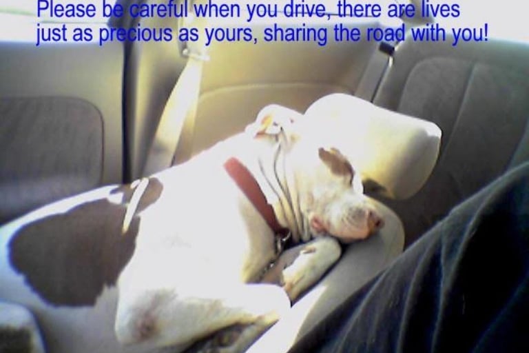 Sweet dog laying on a seat in a car