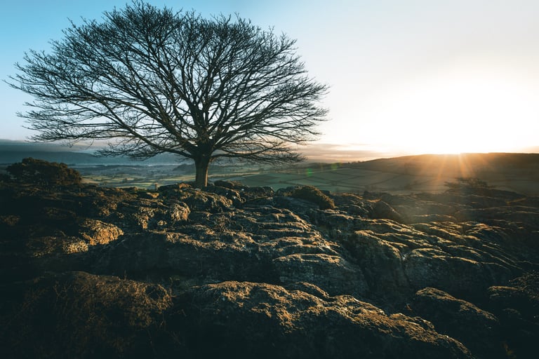 sunlight glowing on a rock formation with a tree