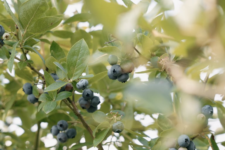 Šilauogių krūmas kieme