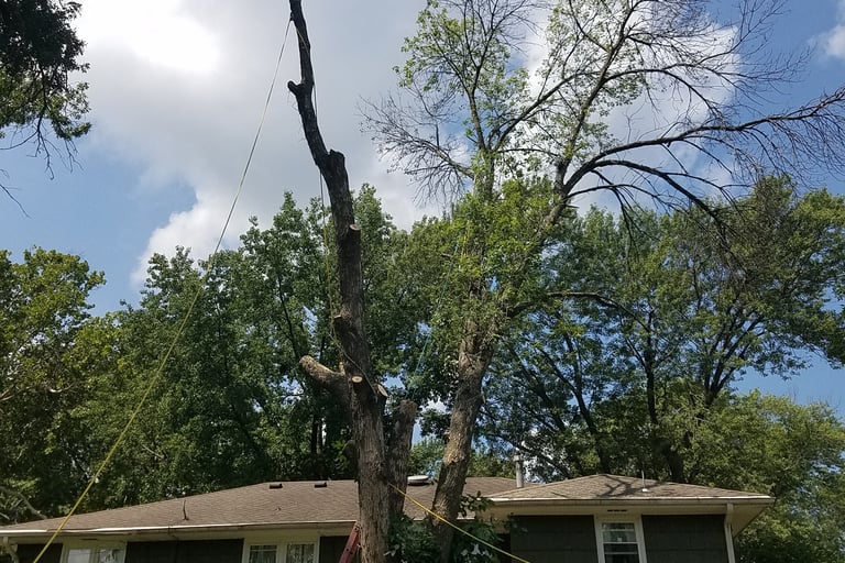 Part two of Large dead elm removalin Kansas city Kansas two of three