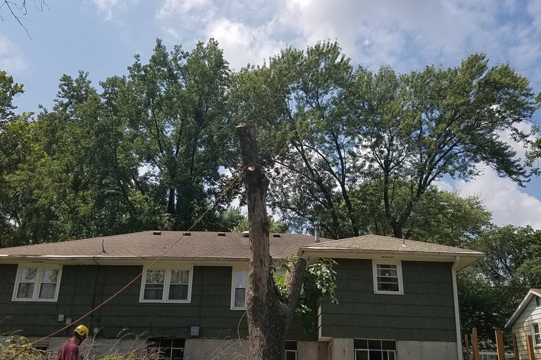 Removing trunk of dead elm in Kansas city Kansas three of three