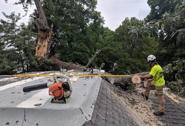 Storm clean up and removal in Ottawa Kansas. large Maple tree ripped apart in high wind storm