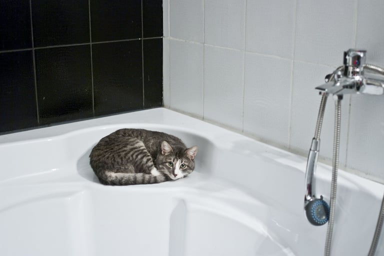 Cat - Bathroom Remodeling at Roto-Rooter