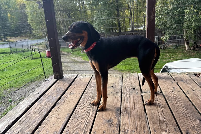 Ruby 3-Year-Old Black and Tan Coonhound