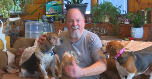 Dave and ABR Beagles