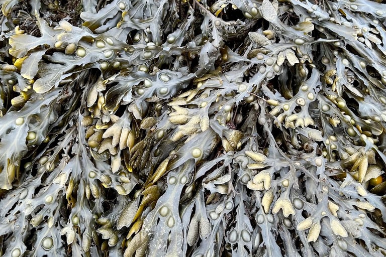 fucus serratus