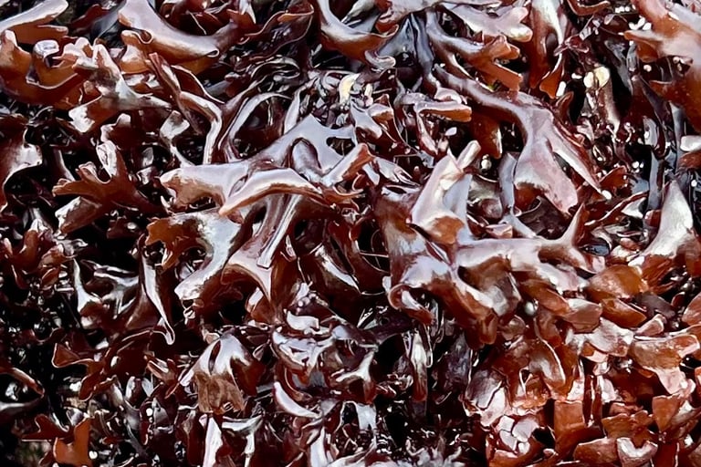 chondrus crispus 