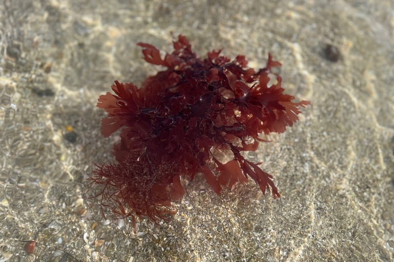 palmaria palmata 