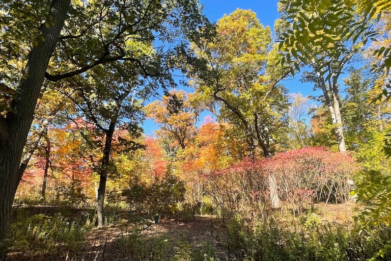 High Park Toronto in fall where Bee Pallomina offers Walk and Talk therapy sessions