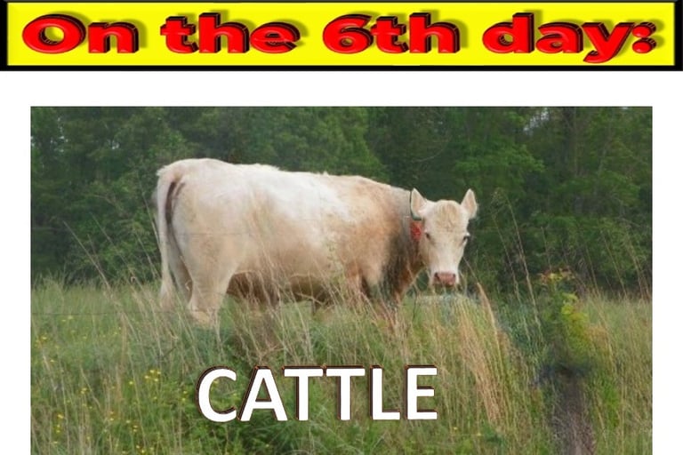Cattle on the 6th day designed by Debbie Dunn using PowerPoint & Paint
