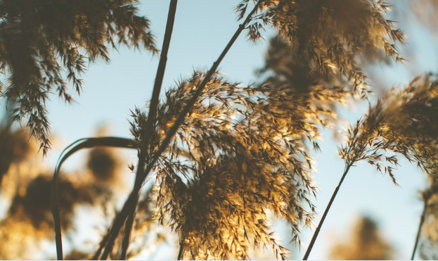 Plumeaux baignés un lumière douce, symbole de douceur et d’accompagnement thérapeutique et spirituel