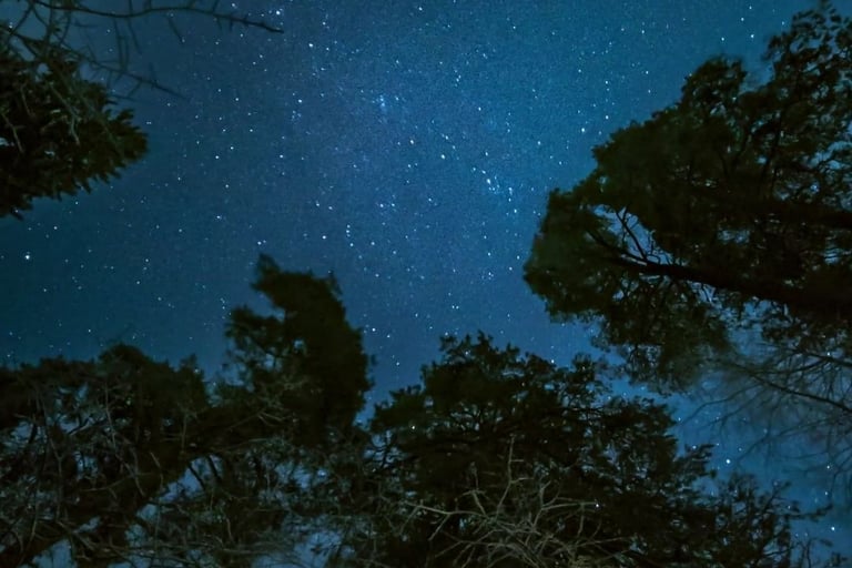 Starry night sky with tree tops.