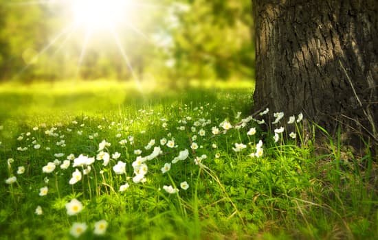 Small meadow flowers with tree and sunshine