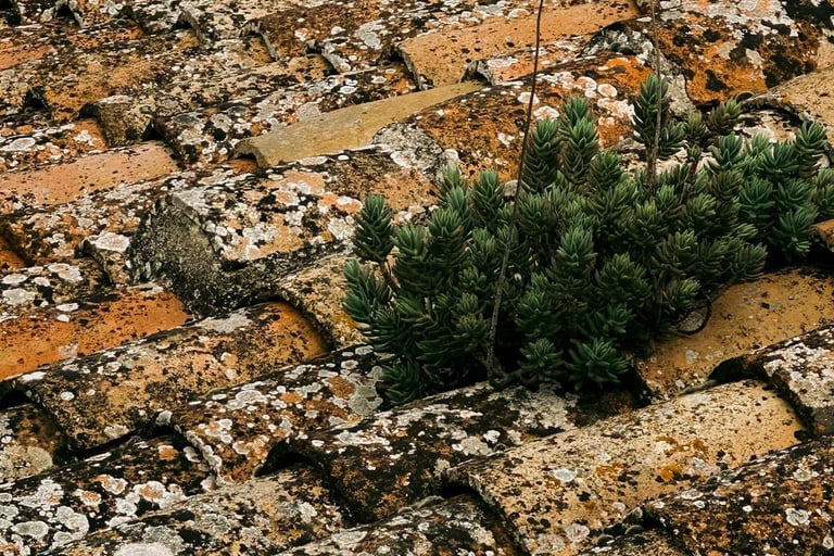 Démoussage toiture maison Toulouse - Cazes Rénovation